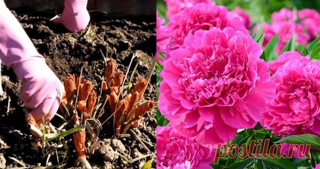 Чтобы пионы обильно цвели, их побеги нужно правильно обработать и подкормить весной: 5 простых шагов