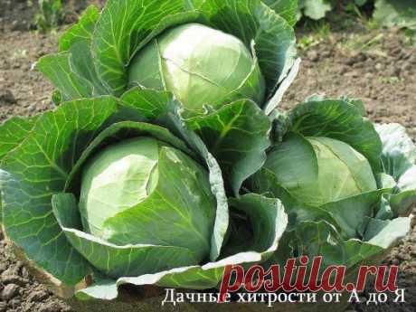 ДАЧНИК - ДАЧНИКУ. БОЛЬШАЯ ПОДБОРКА УДОБРЕНИЙ ДЛЯ ВСЕХ ОВОЩЕЙ