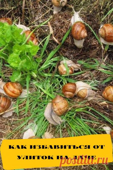 как избавиться от улиток на даче