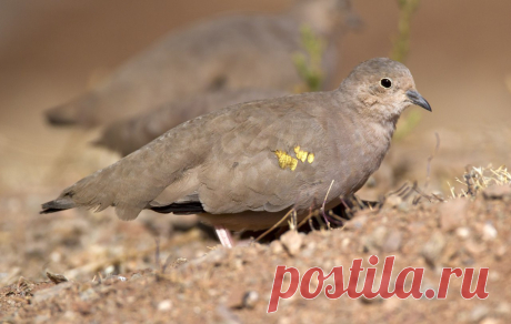 Сем. Голубиные (Columbidae)
Золотопятнистая земляная горлица (Metriopelia aymara)