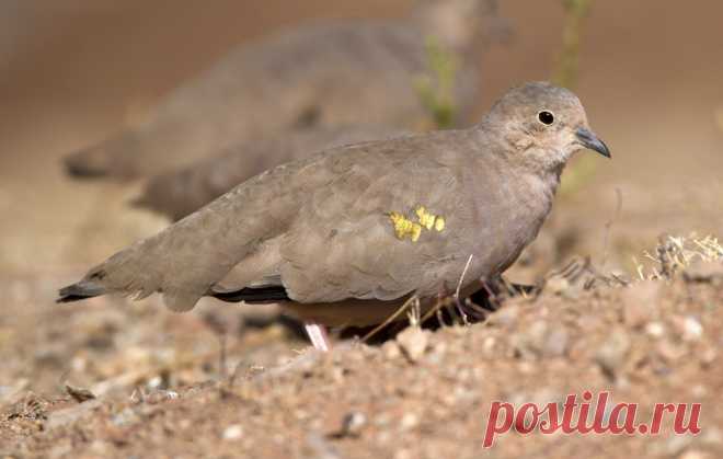 Сем. Голубиные (Columbidae)
Золотопятнистая земляная горлица (Metriopelia aymara)