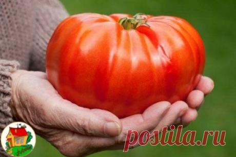 Очень крупные помидоры
        
Чтобы любимые помидоры были крупными и созревали быстрее, приготовим для них полезные напитки:
- в 10 литров добавим 3-4 капли йода. Поливать томатные кустики следует под корень один раз в неделю в объеме 1,5-2 литра под каждое растение;
- заполните бочку объемом 200 л крапивой и листиками одуванчиков примерно на 1/3.
Добавьте в смесь ведро навоза, залейте водой. Для ускорения брожения накройте бочку пленкой. Примерно через 10 дней удобрение буде