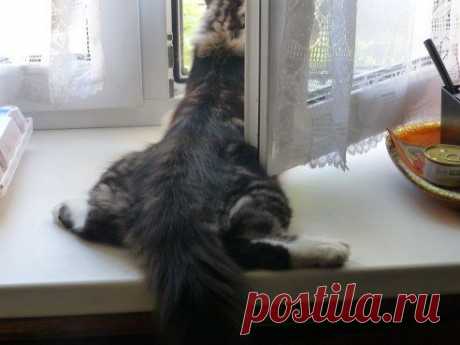 ДизАЙн-клуб и стиль ЖИЗНИ ✿ܓ – Елена Шубарина добавила фотографию в альбом МОИ ДОМАШНИЕ ПИТОМЦЫ. реальные фото...