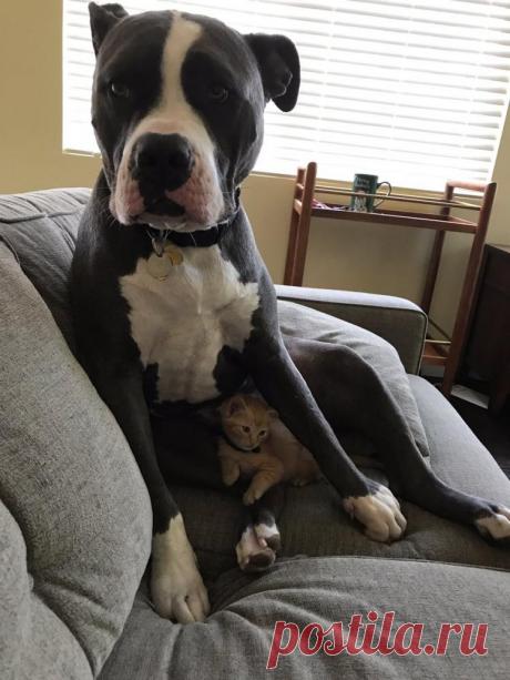 17 собак, чьи поступки вернут вам хорошее настроение 
Пожалуй, собаки — лучший пример, когда рукотворная эволюция сработала как надо. За тысячелетия совместной жизни человек превратил их не просто в своих слуг и помощников, а в носителей самых искренних…