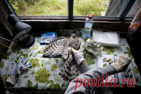 ФОТО: «Летом 2014 года я работал волонтером с орнитологами на станции кольцевания птиц в Мурманской области. В сети нам попадались преимущественно воробьиные, поймать ястреба было большой удачей. В кадре — момент опознания птицы», — комментирует снимок фотограф Даниил Примак из России. Номинация «Человек и природа» - научно-популярный журнал GEO