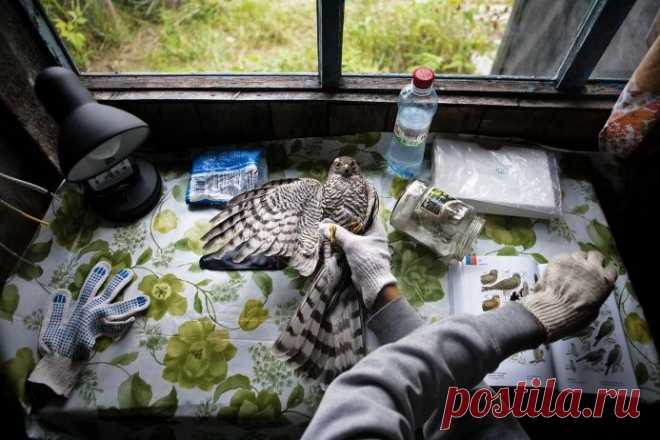 ФОТО: «Летом 2014 года я работал волонтером с орнитологами на станции кольцевания птиц в Мурманской области. В сети нам попадались преимущественно воробьиные, поймать ястреба было большой удачей. В кадре — момент опознания птицы», — комментирует снимок фотограф Даниил Примак из России. Номинация «Человек и природа» - научно-популярный журнал GEO
