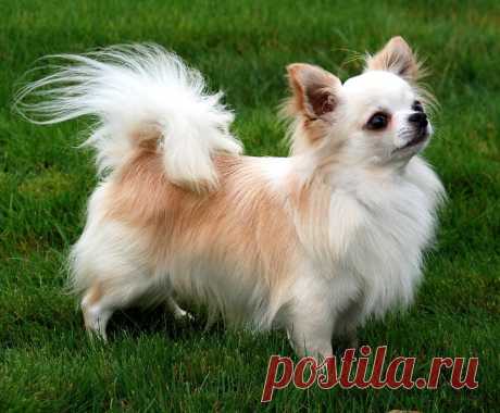 Погибла собака – хозяйка получила компенсацию, но неполную Фото: glorypets.ruЮнона Антропова являлась хозяйкой собаки породы чихуа-хуа. Инцидент произошел еще в ноябре 2019 года - родственница