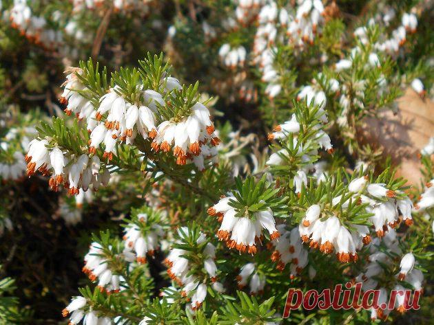 Декоративные низкорослые кустарники с очаровательным покоряющим цветением | Любимая Дача Пульс Mail.ru