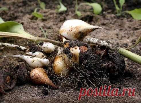 Выкопка и хранение луковиц тюльпанов — Делаем руками