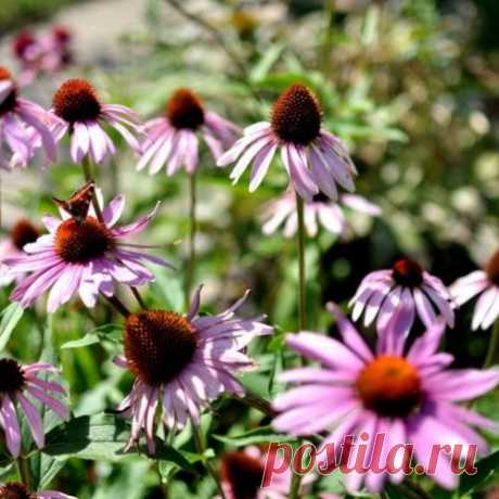 Как высушить живые цветы