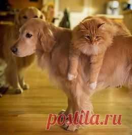 Живая природа