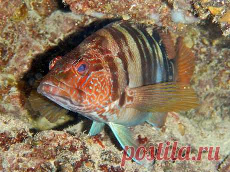 Каменный окунь-зебра (Serranus scriba (Linnaeus, 1758)).