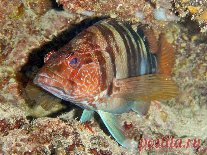 Каменный окунь-зебра (Serranus scriba (Linnaeus, 1758)).