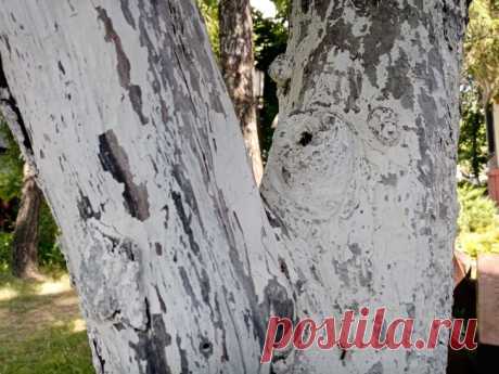 Что такое клеевой пояс и как он в 100 раз эффективнее ловчих поясов от плодожорки. Современные агротехнологии предлагают иной подход — клеевые пояса.