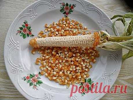 Дача ВИКТОРиЯ: Как собрать семена кукурузы
Чтобы получить качественные семена должно быть непременно соблюдено одно условие - чтобы поблизости, чем дальше - тем лучше, не было других посадок кукурузы, особенно кормовых сортов. В этом случае семенное растение обязательно переопылится, и все положительные качества выращиваемого культурного сорта будут потеряны. Вырасти-то кукуруза потом из полученных семян, конечно, вырастет, только хорошие ли будут початки, и завяжутся ли вообще - большой вопр