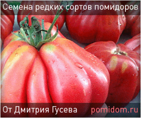 Сидераты, сидеральные культуры, зеленое удобрение, зеленый навоз