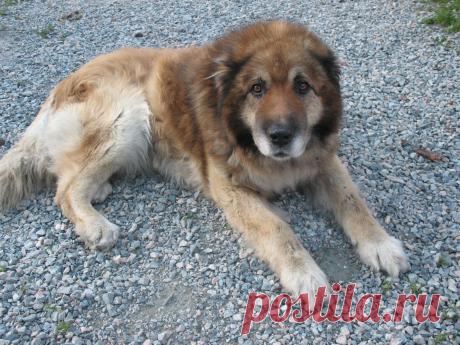 Мой любимый пёс. Его уже давно нет... Но эти глаза невозможно забыть.