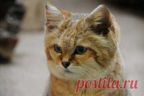 Squee Spree: Ultra Squee