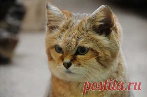 Squee Spree: Ultra Squee