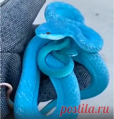 Животные с самым необычным окрасом. Большая подборка, которая Вас точно развеселит | Студия П | Дзен