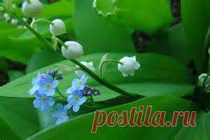 прощенное воскресенье - Bing images