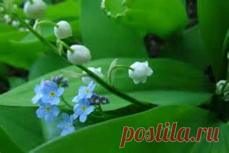 прощенное воскресенье - Bing images