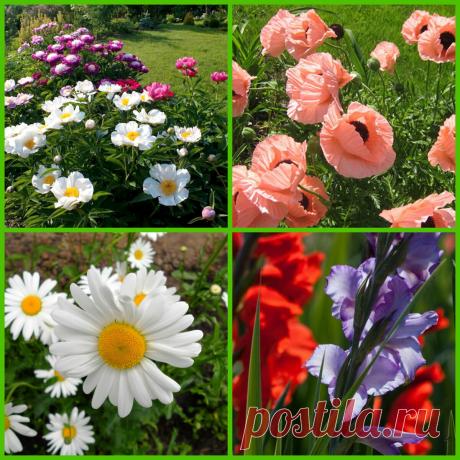 Цветник на солнцепеке: Какие цветы способны выдержать жгучий зной и обильно цвести | 4 Сезона огородника | Яндекс Дзен