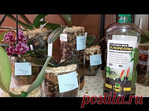 Стимулятор Роста и Развития Орхидей | Суспензия Хлореллы | Обзор Реанимашек | Лейла