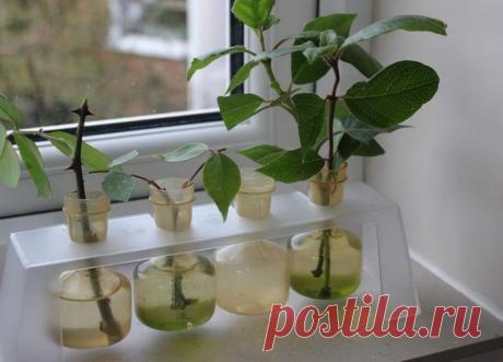 Размножение роз черенками Садоводы не раз задумывались над тем, как правильно вырастить розы из черенков. Действительно, кто же не хочет иметь у себя на приусадебном участке или даже в квартире собственные розы? Тем не менее, ...