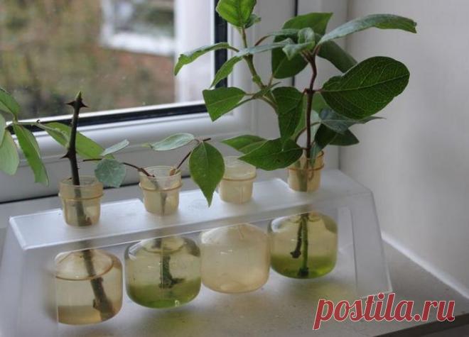 Размножение роз черенками Садоводы не раз задумывались над тем, как правильно вырастить розы из черенков. Действительно, кто же не хочет иметь у себя на приусадебном участке или даже в квартире собственные розы? Тем не менее, ...