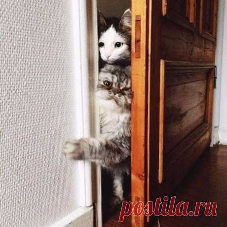 Потому что коты обязаны всегда быть в курсе того, что ты делаешь Без кота и жизнь не та : Потому что коты обязаны всегда быть в курсе того, что ты делаешь