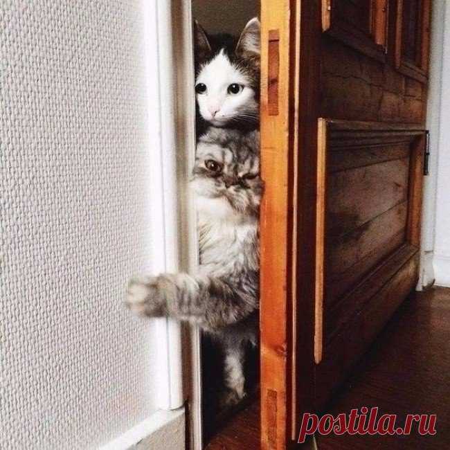 Потому что коты обязаны всегда быть в курсе того, что ты делаешь Без кота и жизнь не та : Потому что коты обязаны всегда быть в курсе того, что ты делаешь