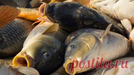 Рыбнадзор. Новости Рыбного Хозяйства Украины