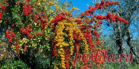 Пираканта посадка и уход - Сад и огород