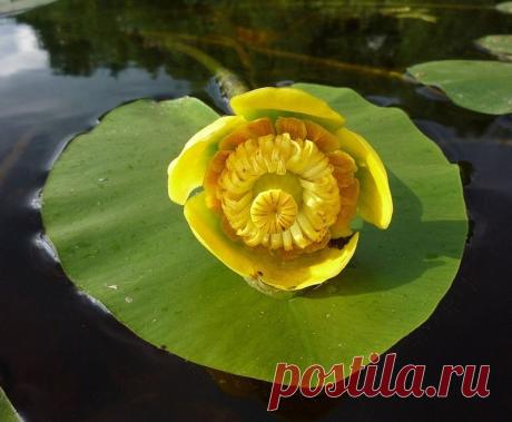 кувшинка