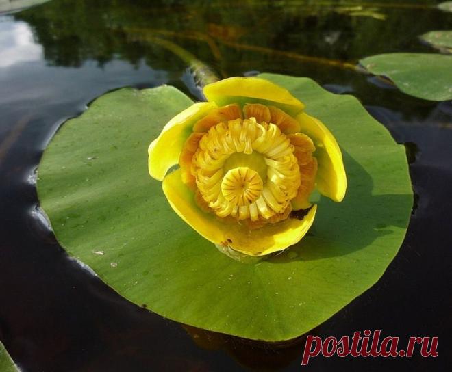 кувшинка
