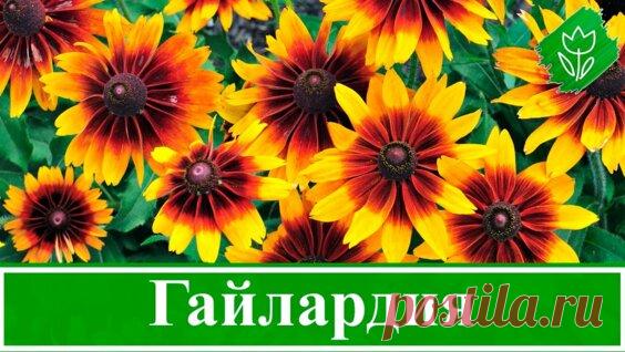 Многолетняя гайлардия – посадка и уход: выращивание гайлардии из семян; виды и сорта... - Яндекс.Видео