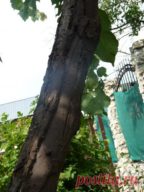 Ствол сливы подготовленный к перепрививке на абрикос.