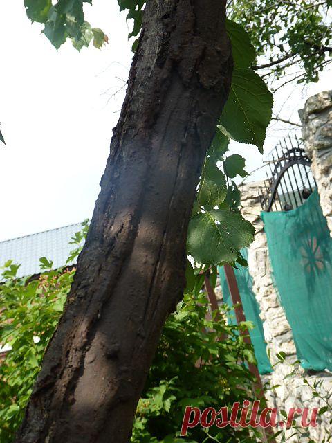 Ствол сливы подготовленный к перепрививке на абрикос.