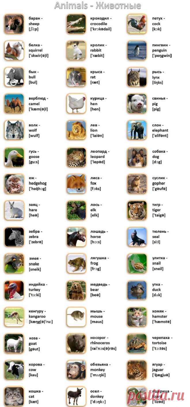 Картинки, которые вдохновляют на учебу! 50 новых слов за один вечер. — Копилочка полезных советов