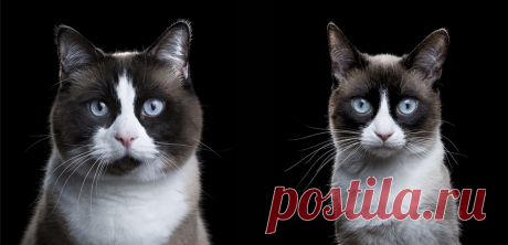 Фотограф снимает примечательные портреты котов, подчеркивающие их личность