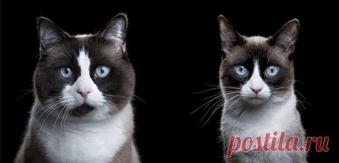 Фотограф снимает примечательные портреты котов, подчеркивающие их личность