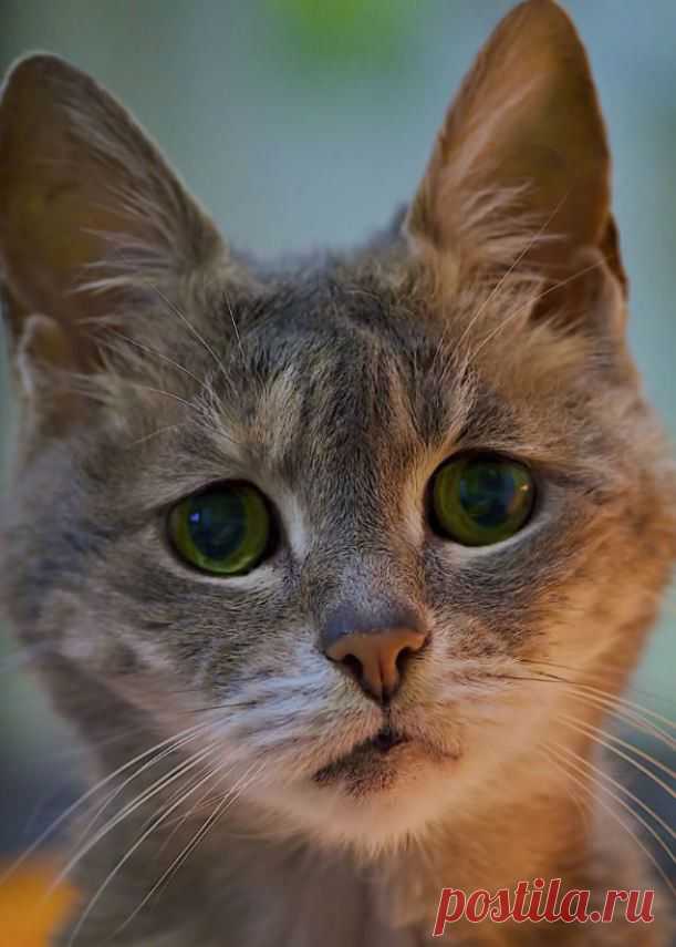 Грустные котики