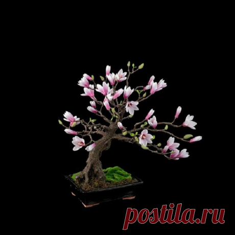 Как вырастить бонсай у себя дома