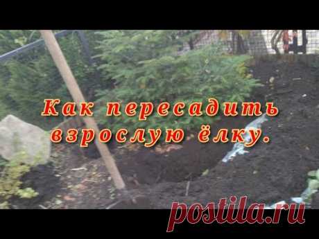 Как пересадить взрослую ёлку! Мой первый опыт.