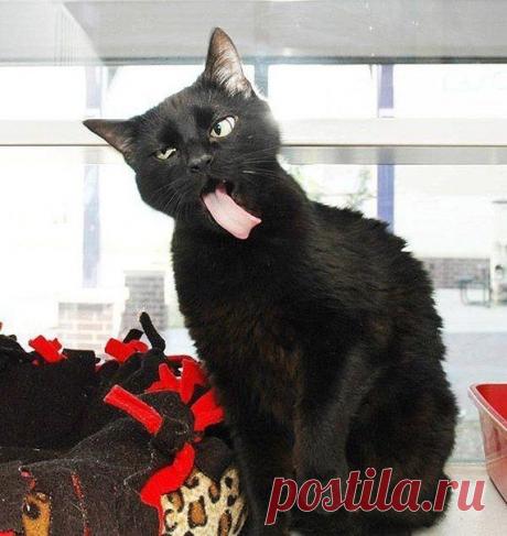 Тооолькооооо...валерьянка на столееее...