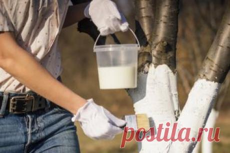 7 супер-смесей для побелки деревьев, которые не ударят по карману