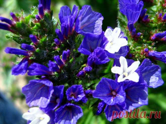 Галина Грозионова