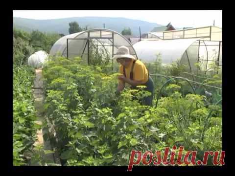 Дачные премудрости.