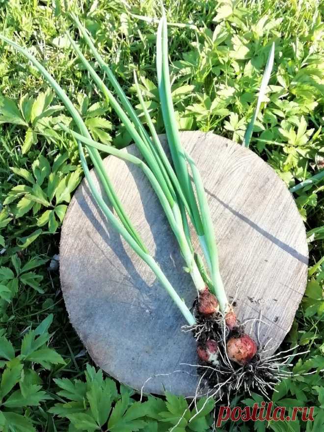 Рассказываю, как весь летний период получать зелёный лук на перо. Делюсь реальной практикой. | Добрые полезности | Яндекс Дзен